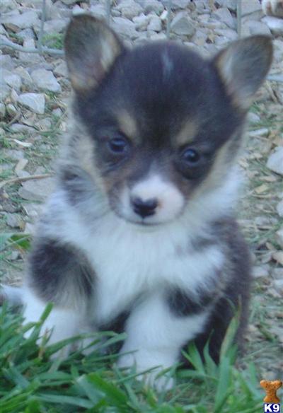 Pembroke Welsh Corgi Puppies for Sale